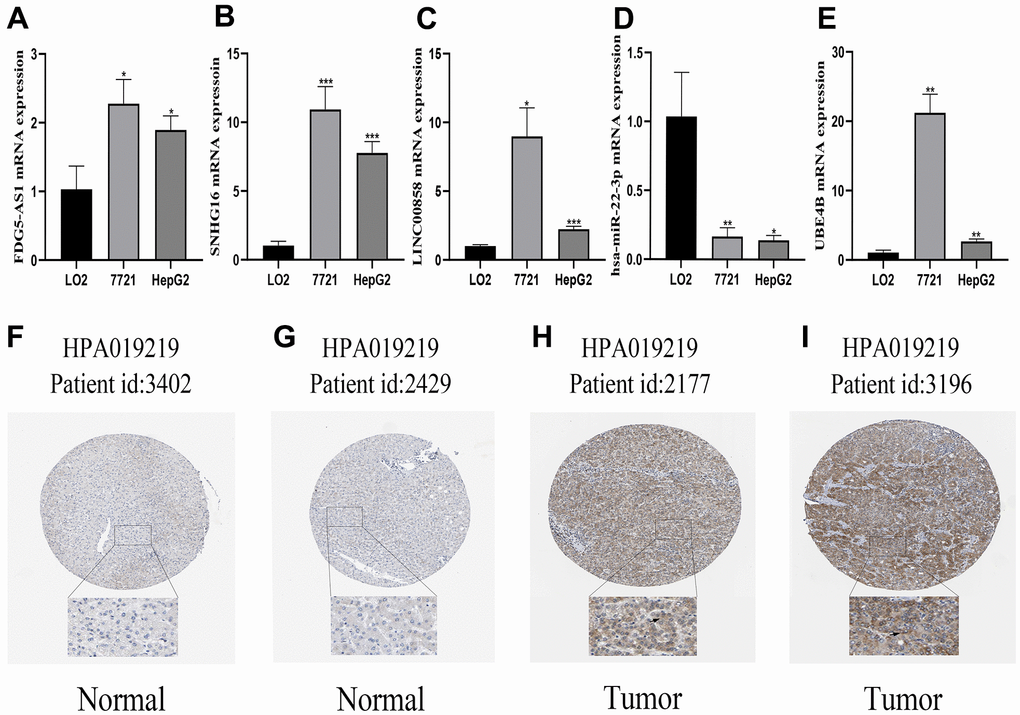 Verification of the mRNA and protein expression of genes. (A–E) qRT-PCR analysis detected the expression of FGD5-AS1, SNHG16, LINC00858, hsa-miR-22-3p, and UBE4B in normal cell line (LO2), and HCC cell lines (7721, HepG2). (F–I) Verification of the protein expression of UBE4B in HCC and corresponding normal tissues by HPA database. *P P P 