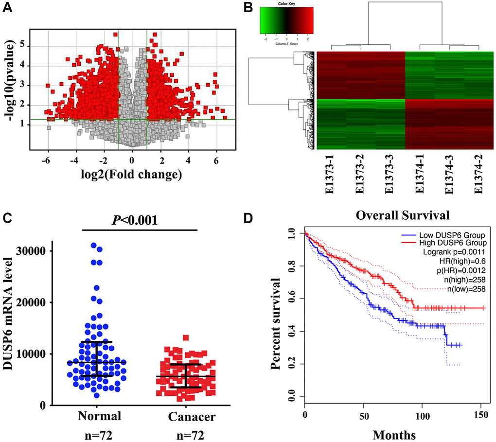 Analysis of the mRNA profiles of SKA1 knockdown and control 786-O cells. (A) Volcanic maps show the distribution of different genes between the sh-SKA1 and sh-Ctrl group. (B) Cluster diagrams show the aggregation of all samples and different genes at the expression level. (C) qRT-PCR analysis of DUSP6 mRNA expression in tumor and non-tumor renal tissues. (D) Kaplan-Meier curves for overall survival based on DUSP6 expression in ccRCC patients from TCGA-KIRC dataset (N = 516).