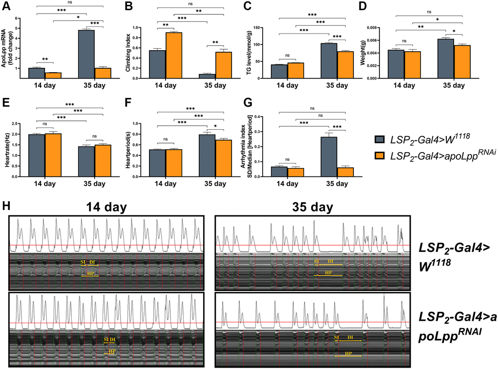 Effects of fat body UAS-apoLppRNAi on arrhythmia and lipid metabolism. (A) Climbing index of fat body UAS-apoLppRNAi in 14- and 35-days-old flies. N = 50, see the “Materials and methods” section to calculate the climbing index. (B) Whole-body TG levels in 14- and 35-days-old flies by UAS-apoLppRNAi in the fat body. N = 5. Error bars represent three independent replicates. (C) Body weight of 14- and 35-days-old flies with UAS-apoLppRNAi in the fat body. N = 5, values are expressed as the body weight of 5 flies and measured in triplicate. (D) Whole-body apoLpp mRNA expression levels in 14- and 35-days-old flies for fat body UAS-apoLppRNAi. GAPDH was used to normalize these values, N = 10. (E–G) Heart rate, cardiac cycle, and arrhythmia index of 14- and 35-days-old flies with fat body UAS-apoLppRNAi. N = 30. (H) M-mode traces (8 s) prepared from high-speed movies of intact flies. All P-values are from student t-tests, all values are expressed as mean ± SEM, *p **p ***p 