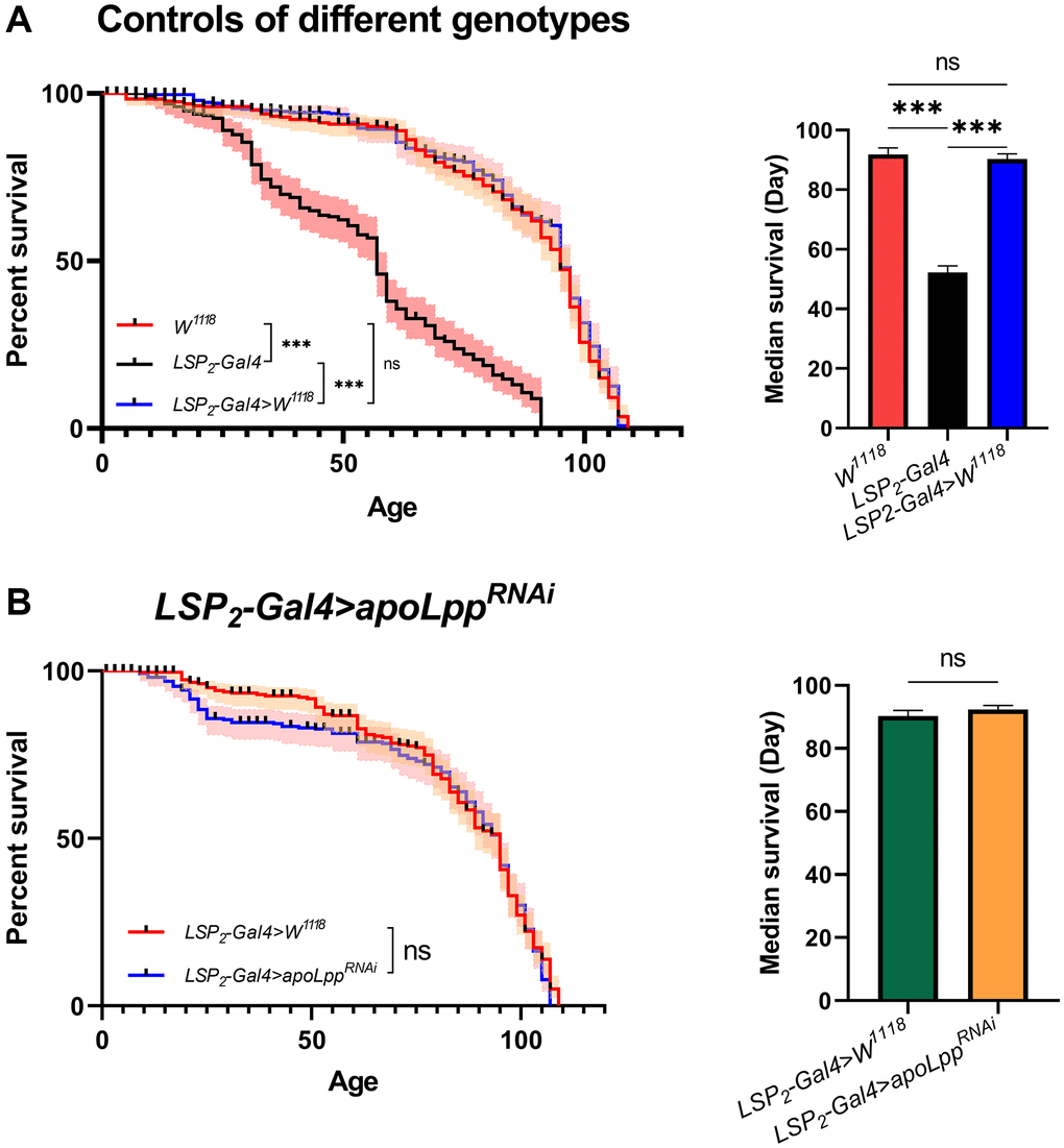 Effects of fat body UAS-apoLppRNAi on lifespan. (A) Lifespan of different genotypes of flies. On the left is the flies′ survival rate (%), and on the right is the median survival of flies. The sample sizes of W1118, LSP2-Gal4, and LSP2-Gal4>W1118 were 202, 190, and 205. (B) Effects of fat body UAS-apoLppRNAi on lifespan. On the left is the flies′ survival rate (%), and on the right is the median survival of flies. The sample sizes of LSP2-Gal4>W1118 and LSP2-Gal4>UAS-apoLppRNAi were 205 and 195. P-values for all survival curves were obtained from the log-rank test. For median survival, P-values were obtained from student t-tests or one-way ANOVA, and all values were expressed as mean ± SEM. *p **p ***p 