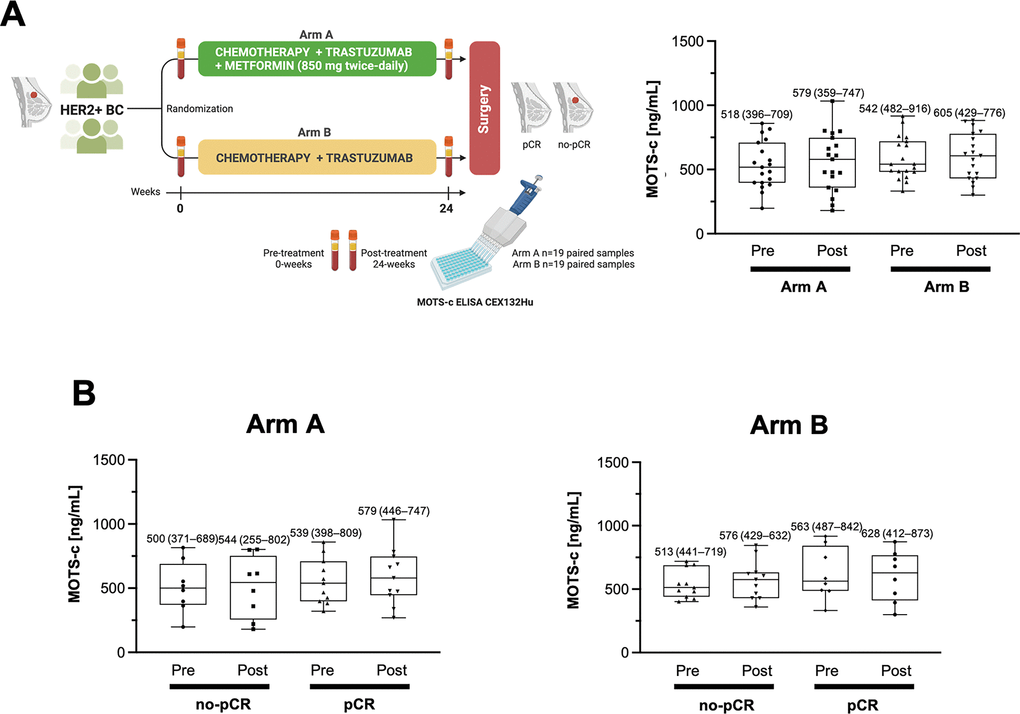 Circulating levels of MOTS-c in patients with HER2+ breast cancer treated with neoadjuvant metformin. (A) Left. METTEN study design. Circulating MOTS-c levels were determined through blood draws obtained at pre- (0 weeks) and post- (24 weeks) treatment using a commercial ELISA kit (CloudClone Corp., Wuhan, China; Catalog No. CEX132Hu). Right. Box plot (median, 25%–75% quartiles and minimal and maximal values) of the pre- and post-treatment distribution of circulating MOTS-c in women randomized to arms A (metformin-containing) and B (without metformin). (B) Box plot (median, 25%–75% quartiles and minimal and maximal values) of the pre- and post-treatment distribution of circulating MOTS-c in non-pCR and pCR groups. No between-group comparisons reached statistical significance in A and B.