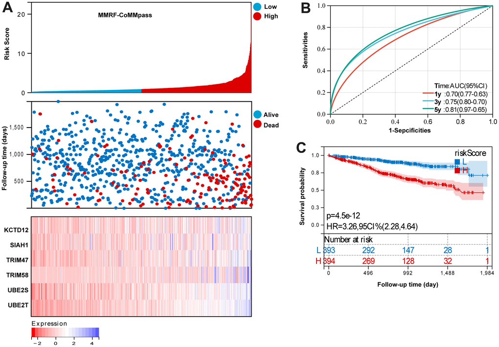 Evaluation the reliability of the risk signature in the training set (MMRF-COMMPASS). (A) summarizes the distribution of risk scores, the survival status of patients, and the expression of UPS genes in the training set. (B) A time-dependent ROC analysis for 1-, 3-, and 5-years OS prediction. (C) Survival analysis between low-risk and high-risk MM patients.