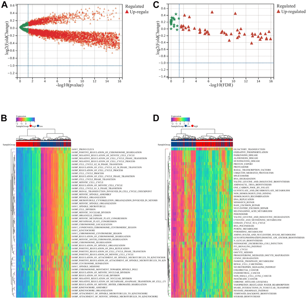 GSVA analysis between low- and high- risk groups. (A) Volcano map showed the enriched biological processes terms between low- and high- risk groups. (B) Top 50 enriched biological processes terms. (C) Volcano map showed the enriched KEGG pathways terms between low- and high- risk groups. (D) Top 50 enriched KEGG pathways terms.