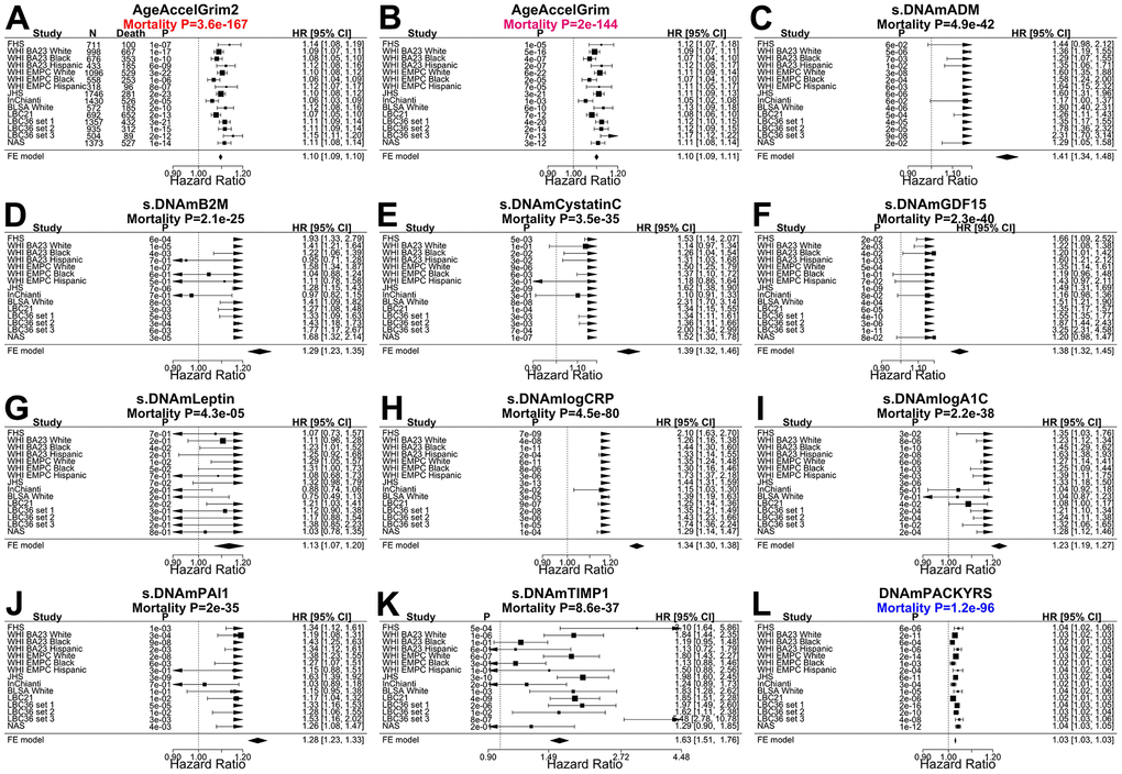 Meta analysis forest plots for predicting time-to-death due to all-cause mortality. Fixed effect meta analysis was performed to combine mortality analysis across 15 strata from 9 study cohorts: FHS test data, Women’s Health Initiatives (WHI) BA23, WHI EMPC, Jackson Heart Study (JHS), InCHIANTI (baseline and the third follow-up), Baltimore Longitudinal Study of Aging (BLSA), Lothian Birth Cohort 1921 (LBC21) and LBC 1936 (LBC36), and Normative Aging Study (NAS). Each panel reports a meta analysis forest plot for combining hazard ratios predicting time-to-death based on a DNAm based biomarker (reported in the figure heading) across different strata formed by racial group within cohort and set within LBC36. (A, B) display the results for AgeAccelGrim2 and AgeAccelGrim. Each row reports a hazard ratio (for time-to-death) and a 95% confidence interval resulting from a Cox regression model in each of 15 strata. (C–L) display the results for (age-adjusted) DNAm based surrogate markers of (C) adrenomedullin (ADM), (D) beta-2 microglobulin (B2M), (E) cystatin C (Cystatin C), (F) growth differentiation factor 15 (GDF-15), (G) leptin, (H) log scale of C reactive protein (CRP), (I) log scale of hemoglobin A1C, (J) plasminogen activation inhibitor 1 (PAI-1), (K) tissue inhibitor metalloproteinase 1 (TIMP-1) and (L) smoking pack-years (PACKYRS). The sub-title of each panel reports the meta analysis P-value. (A, B) Each hazard ratio (HR) corresponds to a one-year increase in AgeAccel. (C–K) Each hazard ratio corresponds to an increase in one-standard deviation. (L) Hazard ratios correspond to a one-year increase in pack-years. The most significant meta analysis P-value is marked in red (AgeAccelGrim2), followed by hot pink (AgeAccelGrim) and blue (DNAm PACKYRS), respectively.