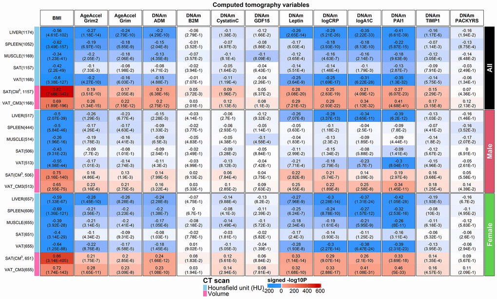 Computed tomography variables versus BMI and age-adjusted DNAm biomarkers in the FHS. Robust correlation coefficients (biweight midcorrelation [26]) between 1) AgeAccelGrim2, AgeAccelGrim, and ten age-adjusted DNAm-based surrogate biomarkers underlying DNAmGrimAge2, and 2) seven computed tomography-derived organ density measures (Hounsfield units) or volumetric measures for subcutaneous adipose tissue (SAT CM3) or visceral adipose tissue (VAT CM3). The y-axis lists computed tomography variables in the format of name (sample size in FHS), annotated by variable type. The x-axis lists body mass index (BMI), AgeAccelGrim2, AgeAccelGrim, followed by DNAm variables in alphabetical order. Each cell presents bicor (P-value). P-values are unadjusted and reported based on linear mixed analysis with pedigree as random effect to avoid confounding by pedigree structure. The color gradient is based on -log10 P-values times sign of bicor. We applied the correlation analysis to males and females, respectively, and then combined the results via fixed effect models weighted by inverse variance (listed in the top rows, denoted as “ALL”). The heatmap presents the results based on ALL and stratification results by gender, annotated on the right side.