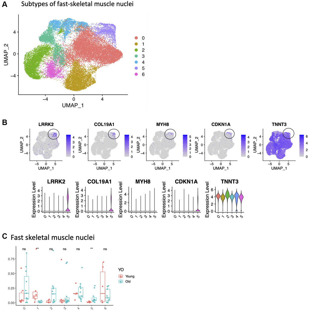 Identification of a small population of senescent cells in the fast skeletal muscle. (A) Subtypes of fast-skeletal muscle cells (UMAP, all samples). (B) Cluster 5 is circled, with expression of LRRK2, CDKN1A, MYH8, COL19A1 and TNNT3. (C) Difference in proportions between young and old for all subtypes. Significance of the t-test between young and old is shown at the top of 5C.