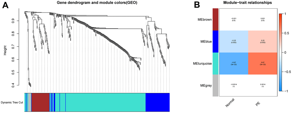 Construction of WGCNA network. (A) Screening the co -expression module of the PE. (B) Heatmap of the module-trait correlations. WGCNA, weighted gene coexpression network analysis. PE, preeclampsia.