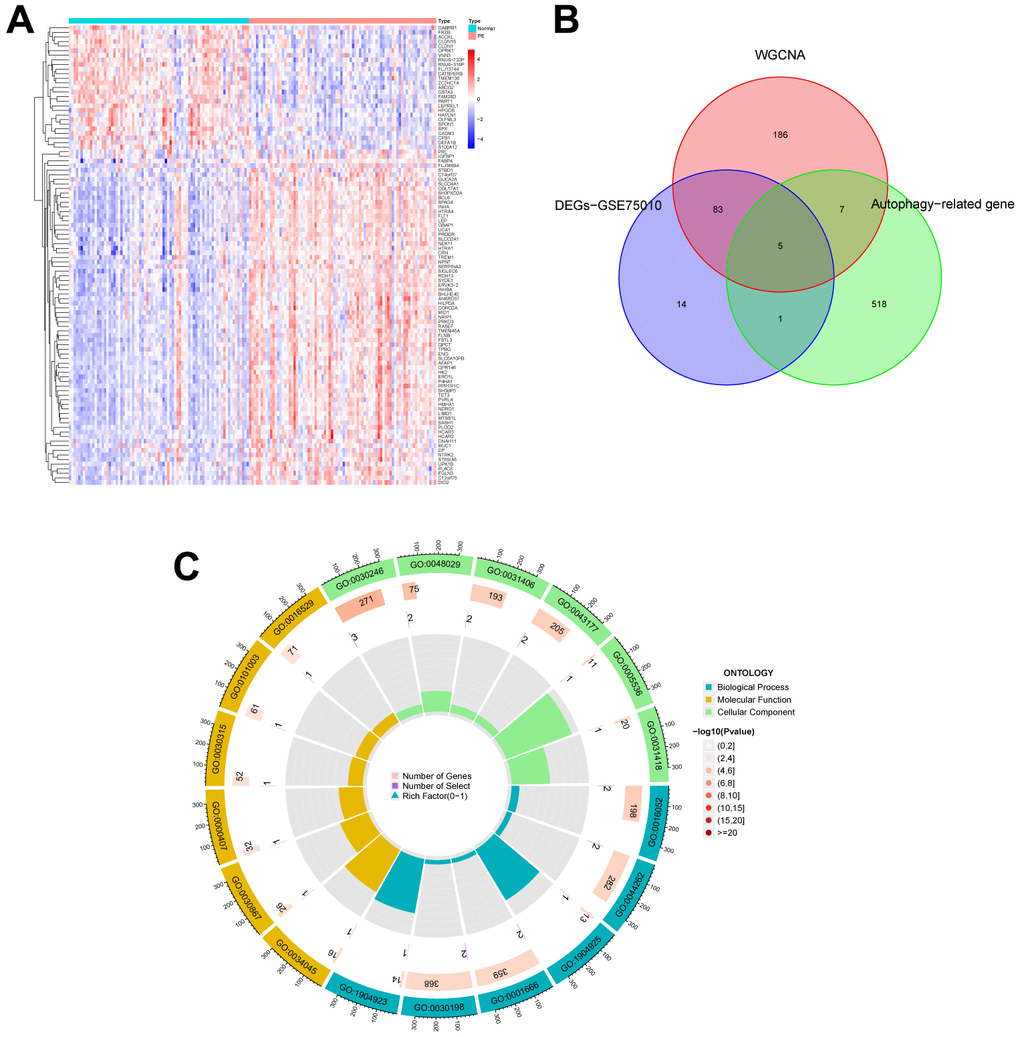 Identification of autophagy genes among key modules and DEGs, and enrichment analysis. (A) Heatmap plot of the DEGs in GSE75010. Blue represents down-regulation, red represents up-regulation, and the darker the color in the heatmap, the higher the significance. (B) Venn plot exhibiting the autophagy genes among key modules and DEGs, including HK2, PLOD2, TREM1, STBD1, and HAPLN1. (C) GO enrichment analysis of autophagy genes among key modules and DEGs. DEGs, differentially expressed genes. GO, gene ontology.