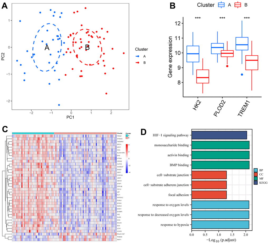 Identification of two clusters using unsupervised consensus clustering. (A) Principal component analysis of two clustered distributions. (B) Differences in gene expression levels of HK2, PLOD2, and TREM1 between the two clusters. (C) Heatmap plot of the DEGs between the two clusters. (D) GO and KEGG enrichment analysis of the DEGs. DEGs, differentially expressed genes. GO, gene ontology. KEGG, Kyoto Encyclopedia of Genes and Genomes.