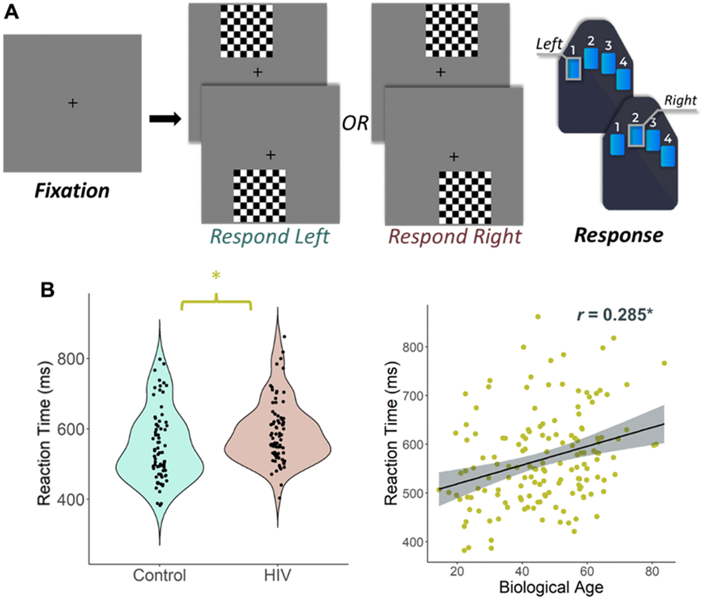 Experimental paradigm and behavioral results. (A) An illustration of the visuospatial processing task paradigm. Each trial had a fixation period lasting 2000 ms (variable ISI: 1900-2100 ms) and a stimulus-presentation period lasting 800 ms, which consisted of one of the four options displayed. Participants responded whether the checkered grid appeared to the left or to the right. (B) (Left) Reaction time (in ms) is displayed on the y-axis. There was a significant difference in reaction time by group such that people with HIV were slower to respond than controls, but they did not differ in terms of accuracy. (B) (Right) Biological age was associated with reaction time in all participants. *p 