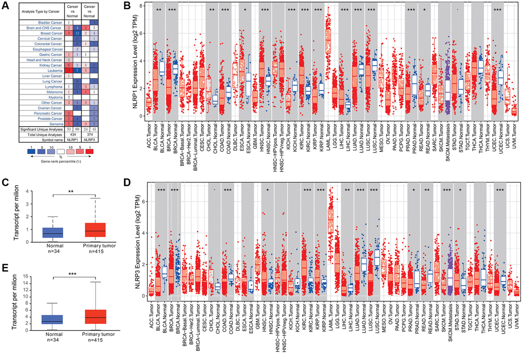 NLRP1/NLRP3 expression levels in various types of human cancers. (A) NLRP1/NLRP3 expression in data sets of different cancers compared with normal tissues in the Oncomine database. (B and C) NLRP1/NLRP3 expression levels in various types of cancers were determined by TIMER 2.0. (D and E) NLRP1/NLRP3 expression levels in primary gastric cancer and normal tissues from TCGA data by UALCAN (*p **p ***p 