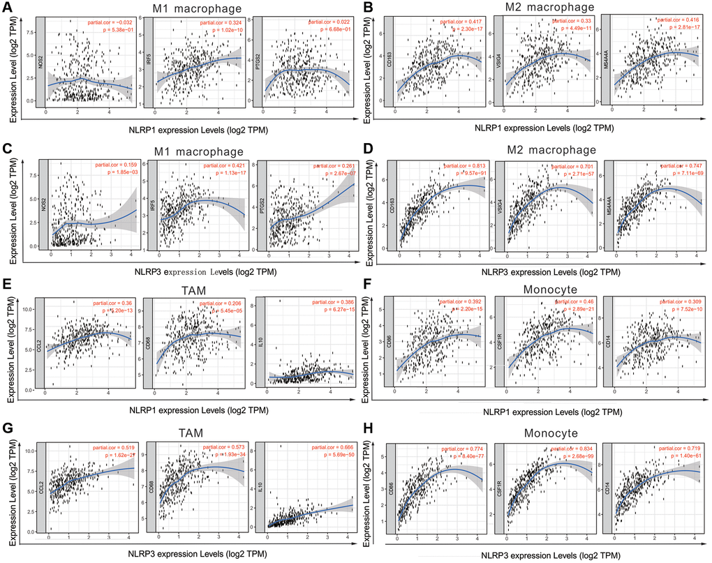 NLRP1/NLRP3 expression level with macrophage polarization in STAD in TIMER 2.0 (n = 415). The expression scatter-plots between NLRP1 and marker genes of (A) M1 macrophage, (B) M2 macrophage. The expression scatterplots between NLRP3 and marker genes of (C) M1 macrophage, (D) M2 macrophage. The expression scatter-plots between NLRP1 and marker genes of (E) TAM, and (F) monocyte. The expression scatterplots between NLRP3 and marker genes of (G) TAM, and (H) monocyte.