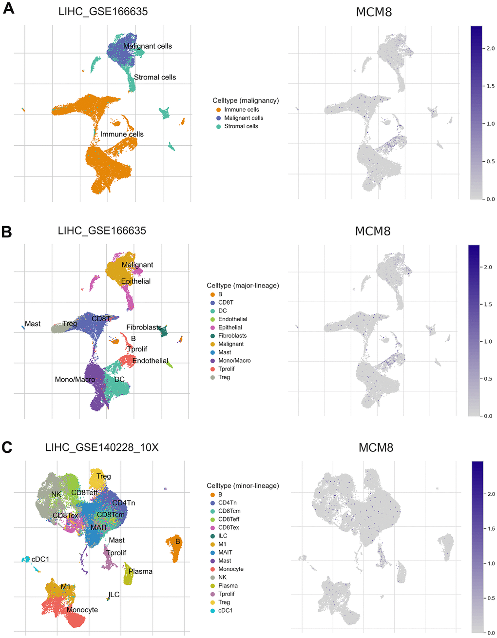 MCM8 expression at the single-cell level (A) MCM8 was detected at a high level in malignant and immune cells in the LIHC