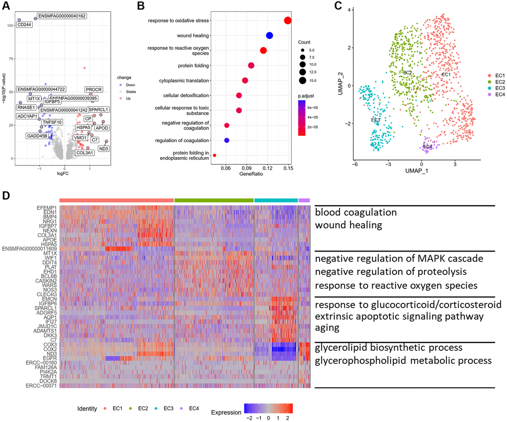 Characteristics of ECs and their subpopulations. (A) Volcano plot of DEG (average log fold change > 0.25, P value B) GOBP analysis of upregulated DEG. (C) UMAP plots of EC subpopulations displayed by cell type. (D) Heatmap showing the top 10 genes of each EC subpopulation (left) and GOBP enriched by upregulated DEG in each subpopulation (right). Abbreviations: DEG: differentially expressed genes; GOBP: gene ontology biological process.