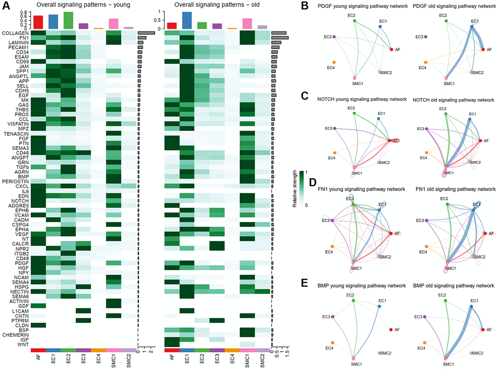 Overall signaling patterns and inferred signaling pathways. (A) Overall signal strength of each signaling pathway in each cell population. (B) Circle plot of PDGF signaling network in young and old group. (C) Circle plot of NOTCH signaling network in young and old group. (D) Circle plot of FN1 signaling network in young and old group. (E) Circle plot of BMP signaling network in young and old group.