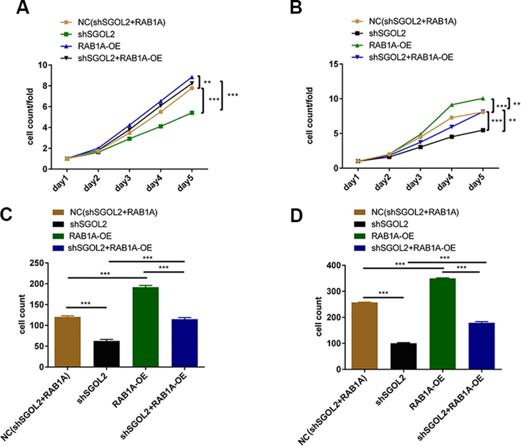 Control group, shSGOL2 + RAB1A-OE group, shSGOL2 group, RAB1A-OE group after transfecting with corresponding plasmids were subjected to the proliferation by Celigo cell counting assay in DU145 (A) and LNCaP (B), cell migration by transwell assay in DU145 (C) and LNCaP (D).