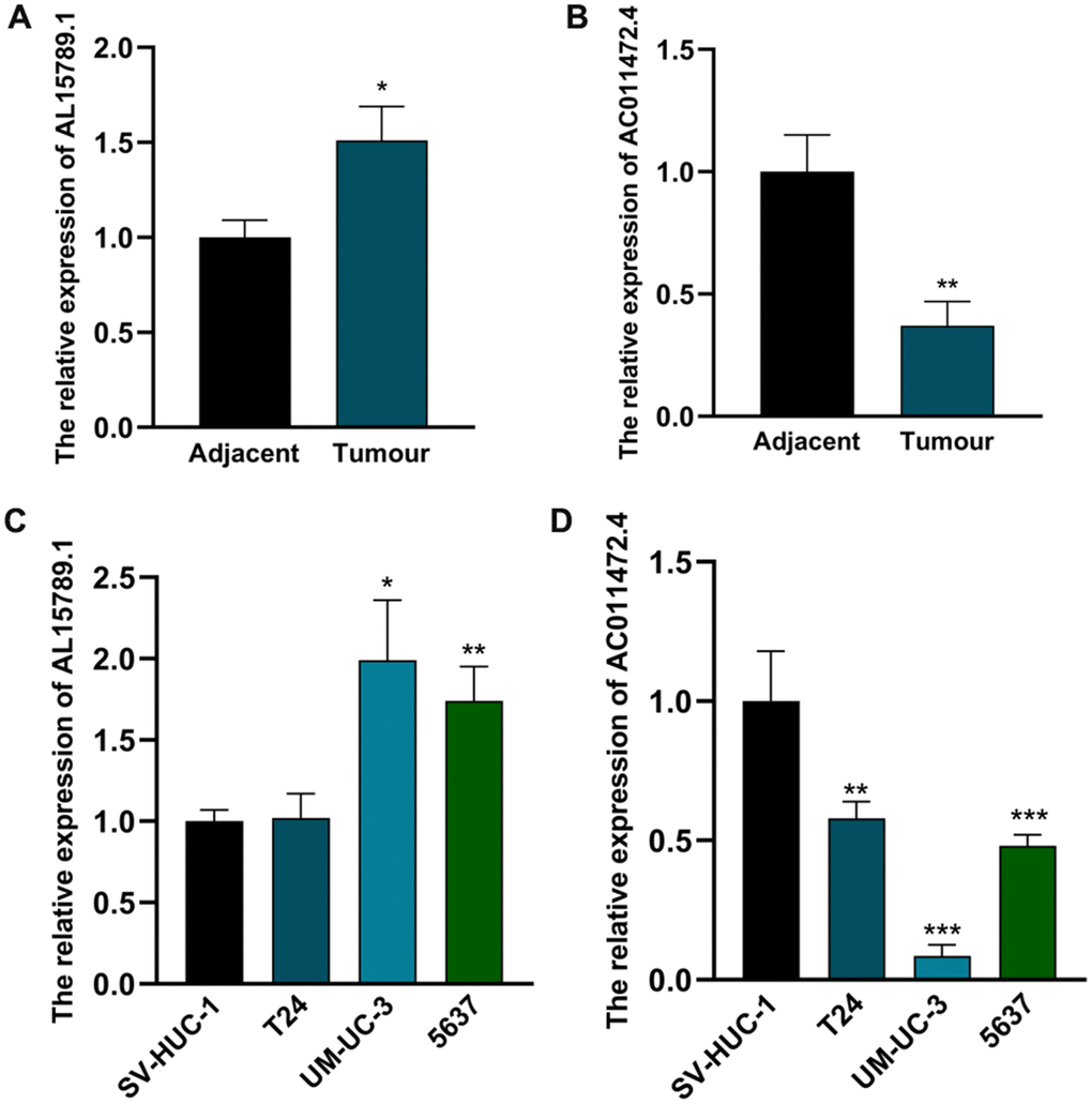 The expression levels of AC011472.4 and AL157895.1 in cell lines and clinical samples. The expression levels of AL157895.1 (A) and AC011472.4 (B) in tumor tissues and adjacent normal bladder tissues. The expression levels of AL157895.1 (C) and AC011472.4 (D) in BCa cell lines and SV-HUC-1 cell line.