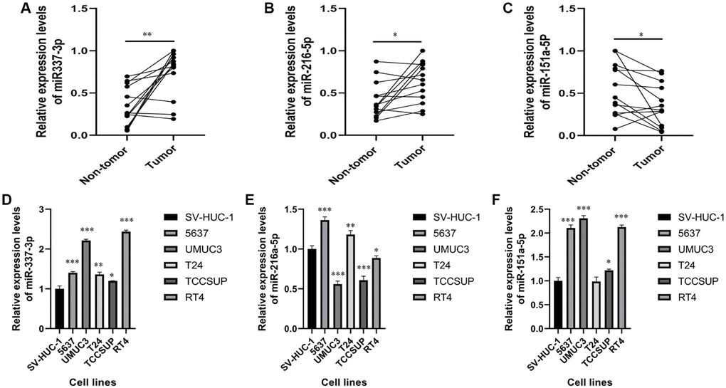 Expression levels of miR-337-3p, miR-216a-5p and miR-151a-5p expressions in clinical samples and cell lines. (A–C) RT-PCR shows that the expression levels of miR-337-3p, miR-216a-5p were significantly higher in BC tissues, while the expression levels of miR-151a-5p were lower in BC tissues, compared with non-tumor tissues. (D–F) The expression levels of miR-337-3p and miR-151a-5p were increased in the bladder cancer cell lines, while the expression levels of miR-216a-5p was decreased, compared with non-tumorigenic bladder cell line. *p **p ***p 