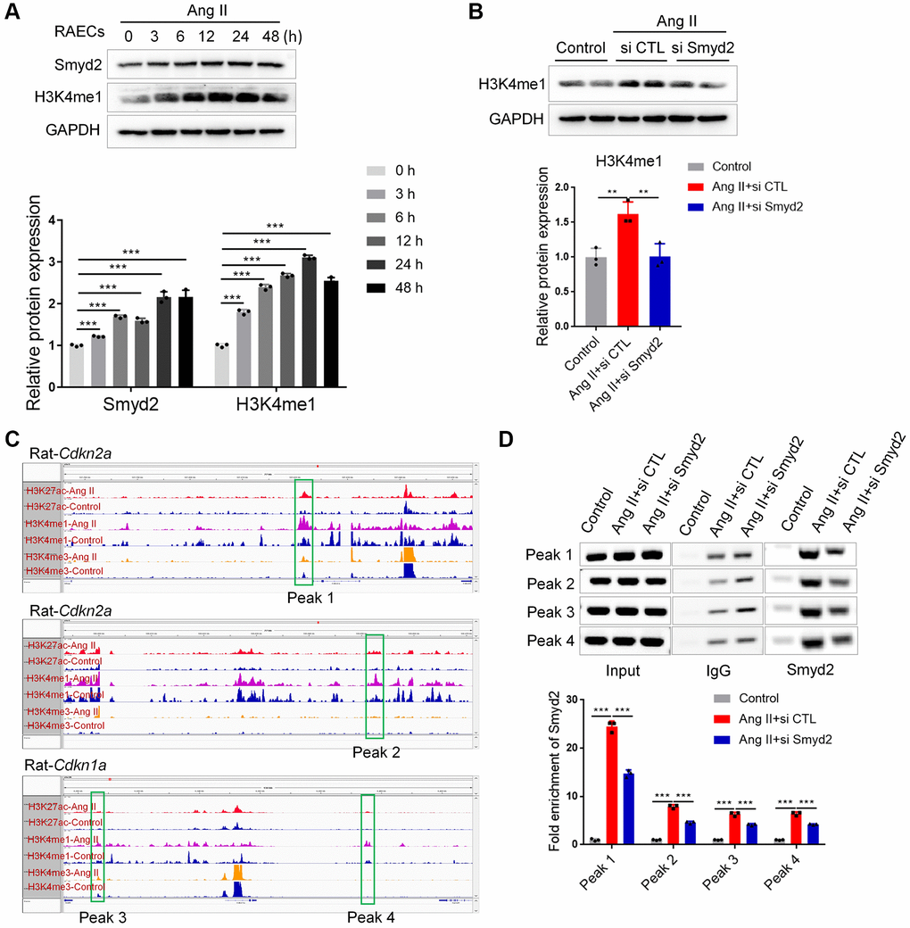 Smyd2 upregulation activated distant enhancers adjacent to Cdkn2a (p16) and Cdkn1a (p21) genes. (A) Western blot analysis of the Smyd2 and H3K4me1 level in Ang II-treated RAECs by the time-dependent manner. (B) The H3K4me1 level was detected after Smyd2 knockdown in Ang II-treated RAECs. (C) The ChIP-seq visualization data with H3K27Ac, H3K4me1 as well as H3K4me3 antibodies of Cdkn2a (p16) and Cdkn1a (p21) genes in Ang II-treated or control RAECs, as shown in Integrative Genomics Viewer (IGV). (D) The potential enhancer regions of Cdkn2a and Cdkn1a genes, namely peak 1–4, were evaluated by ChIP-PCR in Ang II-treated RAECs after Smyd2 knockdown. Data are presented as the mean ± SEMs, **p ***p n = 3).