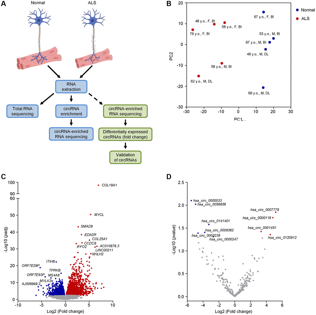 Transcriptomic profiling and differential expression of linear and circRNA transcripts in ALS muscle. (A) Schematic of the RNA-seq workflow (blue boxes) and validation of candidate circRNAs (green boxes). (B) PCA performed on linear coding and long noncoding transcripts of human muscle biopsies from 5 normal and 5 ALS individuals. The age, sex, and muscle biopsy site are also listed (Abbreviations: y.o.: year old; F: female; M: male; BI: biceps brachii; DL: deltoid). (C, D) Differential expression of linear coding and noncoding transcripts (C) or circRNAs (D) in the ALS cohort by RNA-seq analysis. For (C), significance was established based on adjusted p-value D) significance was established based on an unadjusted p-value 