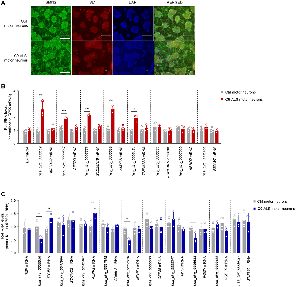 Expression patterns of ALS muscle circRNAs in iPSC-derived motor neurons bearing ALS-associated C9ORF72 mutations. (A) Representative images of day-32 motor neurons derived from iPSCs of a healthy subject (CS83iCTR – Table 3) and a C9-ALS patient (CS28iALS – Table 3). Motor neurons were stained for SMI32 and ISL1, nuclei were stained with DAPI. Scale bar indicates, 300 μm. (B, C) RT-qPCR analysis of iPSC-derived motor neurons from healthy controls (n = 4) and ALS patients bearing C9ORF72 mutations (n = 3) to measure the levels of circRNAs that were differentially upregulated (B) or downregulated (C) in human ALS muscle (Figure 2). Data were normalized to RPS9 mRNA levels, and TBP mRNA levels were included as controls; p-values *p **p ***p 