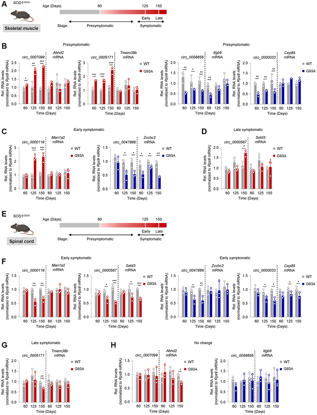 Tracking circRNA levels in skeletal muscle and spinal cord tissue from the SOD1G93A ALS mouse model. (A) Schematic of disease progression in a genetic ALS mouse model (SOD1G93A), from which the gastrocnemius muscle was harvested. Based on rotarod performance and weight measurements, mice are presymptomatic by day 60, early symptomatic by day 125, and late symptomatic by day 150. (B–D) Shown are the predicted mouse orthologs of circRNAs differentially expressed in human ALS muscle that were found differentially abundant in mouse skeletal muscle at the presymptomatic (B), early symptomatic (C), and late symptomatic (D) stages. (E) Schematic of disease progression in a genetic ALS mouse model (SOD1G93A), from which spinal cord tissue was harvested. (F–H) Shown are the predicted mouse orthologs of circRNAs differentially expressed in human ALS muscle that were found differentially abundant in spinal cord at the early (F) and late symptomatic (G) stage; one circRNA did not change significantly (H). The circRNAs are represented in red (upregulated) or blue (downregulated) following their patterns of abundance in human ALS muscle biopsies (Figure 2). Data were normalized to Rps9 mRNA levels; p-values *p **p ***p 