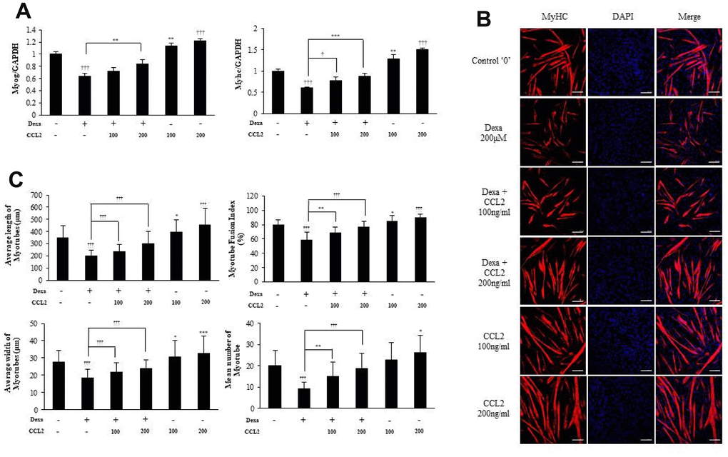 C-C motif chemokine ligand 2 (CCL2) restores myotubes (MTs) damaged by dexamethasone. (A) Quantitative reverse-transcription polymerase chain reaction analyses (qRT-PCR) of myogenin and myosin heavy chain (MyHC) in C2C12 cells treated with 2% horse serum, with and without MTs damaged by dexamethasone or the indicated concentrations of recombinant CCL2 for 2 days. (B) MTs were stained with anti-MyHC antibody, and the nuclei were counterstained with 4,6-diamidino-2-phenyindole (DAPI). Scale bars, 100 μm. (C) Quantitative results per field are presented. Number of experiments (No.) of (A) = 4 times. No. of (B, C) = 6 times, respectively. Data are expressed as mean ± standard deviation (SD). (A, C) *P