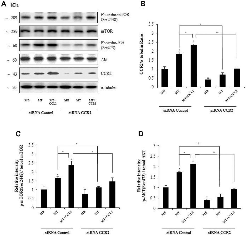 Effects of C-C motif chemokine ligand 2 (CCL2) on myogenesis are mediated by AKT-mTOR signal stimulation. (A, B) Western blot analyses to determine the activity of signals related to myogenesis in C2C12 cells after treatment with 200 ng/ml CCL2. (C, D) Quantitative reverse-transcription polymerase chain reaction analyses (qRT-PCR) of the relative intensity of p-mTOR/mTOR or p-AKT/total AKT in C2C12 cells treated with 2% horse serum in the presence or absence of recombinant CCL2 and/or CCR2 inhibitor for three days. Number of experiments (No.) of (A–D) = 4 times, respectively. Data are expressed as mean ± standard deviation (SD). (B–D) *P