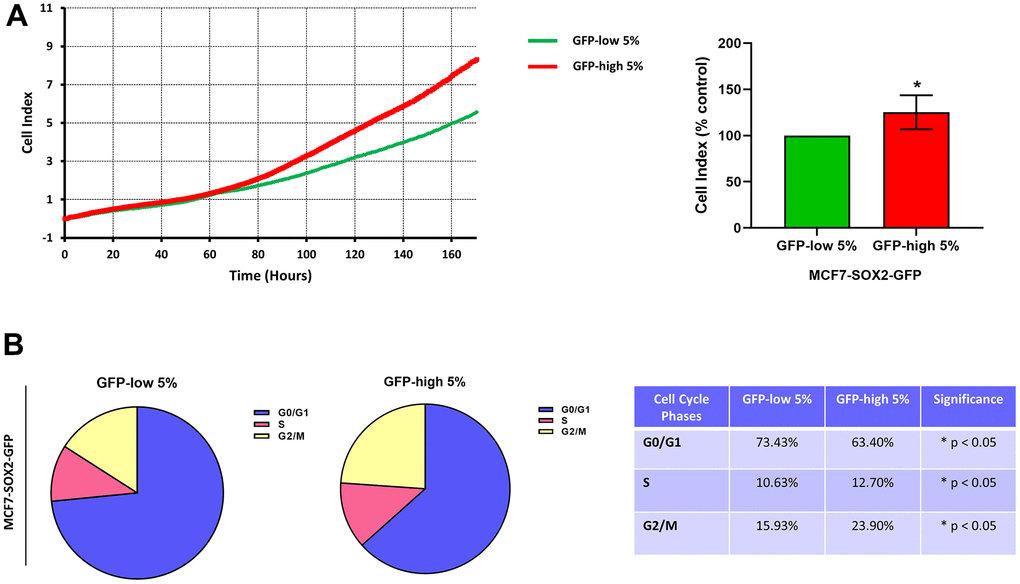 Proliferation and cell cycle progression are elevated in the SOX2-high MCF7 cells. MCF7 cells stably-transduced with the SOX2-GFP construct were subjected to FACS sorting to isolate the 5% highest GFP (GFP-high) and the 5% lowest GFP (GFP-low) subpopulations. (A) Proliferation was assessed using the xCELLigence RTCA system. In the left panel, a representative tracing is shown. In the right panel, the graph shows the average of the final cell index of at least 3 independent experiments. (B) Cell cycle was evaluated with propidium iodide by flow cytometry. The percentage of cells in G0/G1, S, and G2/M phases of the cell cycle are also represented in a tabular format. Experiments were performed at least 3 times independently. Results are shown as the mean ± SD: t-test, two tailed-test, *p 