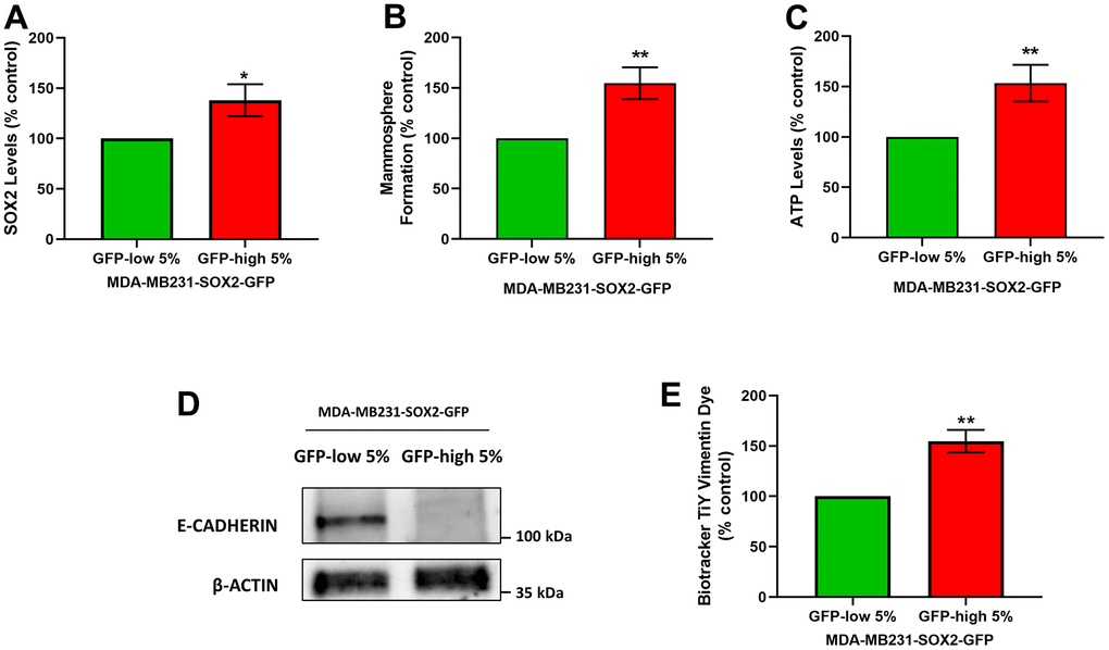 SOX2-high MDA-MB-231 cells form mammospheres with greater efficiency, produce more ATP, and show a loss of E-cadherin expression. MDA-MB-231 cells stably-transduced with the SOX2-GFP construct were subjected to FACS sorting to isolate the 5% highest GFP (GFP-high) and the 5% lowest GFP (GFP-low) subpopulations. (A) SOX2 levels of GFP-high and GFP-low subpopulations were quantitated by flow cytometry. (B) The GFP-high and GFP-low subpopulations were seeded in low-attachment plates for mammosphere assays and analysed after 5 days. (C) The GFP-high and GFP-low subpopulations were plated in complete DMEM medium and incubated with the Cell-Titer-Glo 2.0 Reagent for 15 min to determine the ATP levels. Also, two EMT markers were analysed. More specifically, (D) E-cadherin was analysed by Western blotting. β-actin was used as a protein loading control. Independently, (E) Vimentin levels were determined with the Biotracker TiY Vimentin Dye, by flow cytometry. Experiments were performed at least 3 times independently. Results are shown as the mean ± SD: t-test, two tailed-test, *p 