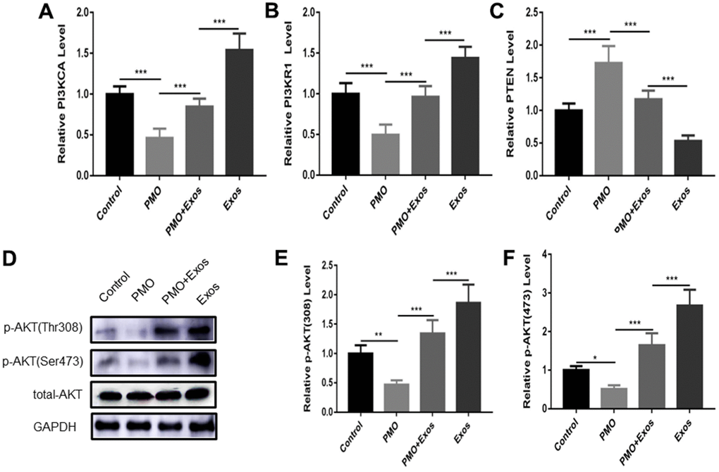 The expression of PI3KCA (A), PI3KR1 (B) and PTEN (C) was measured using qPCR in the control group, PMO group, PMO+Exos group and exosome group. (D) The expression of p-AKT (Thr308), p-AKT (Ser 473) and total-AKT were detected using western blotting in the control group, PMO group, PMO+Exos group and exosome group. The results of p-AKT (Thr308) (E), p-AKT (Ser 473) (F) were calculated using Image J software.