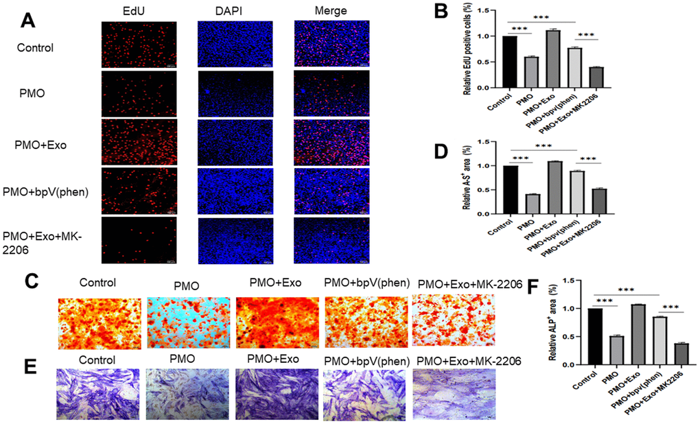 (A) Cell proliferation was evaluated using EdU staining between the control group, PMO group, PMO+Exo group, PMO+bpV(phen) group and PMO+Exo+MK-2206. (B) The EdU-positive cells were calculated using ImageJ. (C) Alizarin red assay was performed to evaluate osteogenesis between different groups. (D) Quantitative calculation of alizarin red-positive areas. (E) We performed an ALP assay to evaluate osteogenesis between different groups. (F) Quantitative calculation of ALP-positive areas.