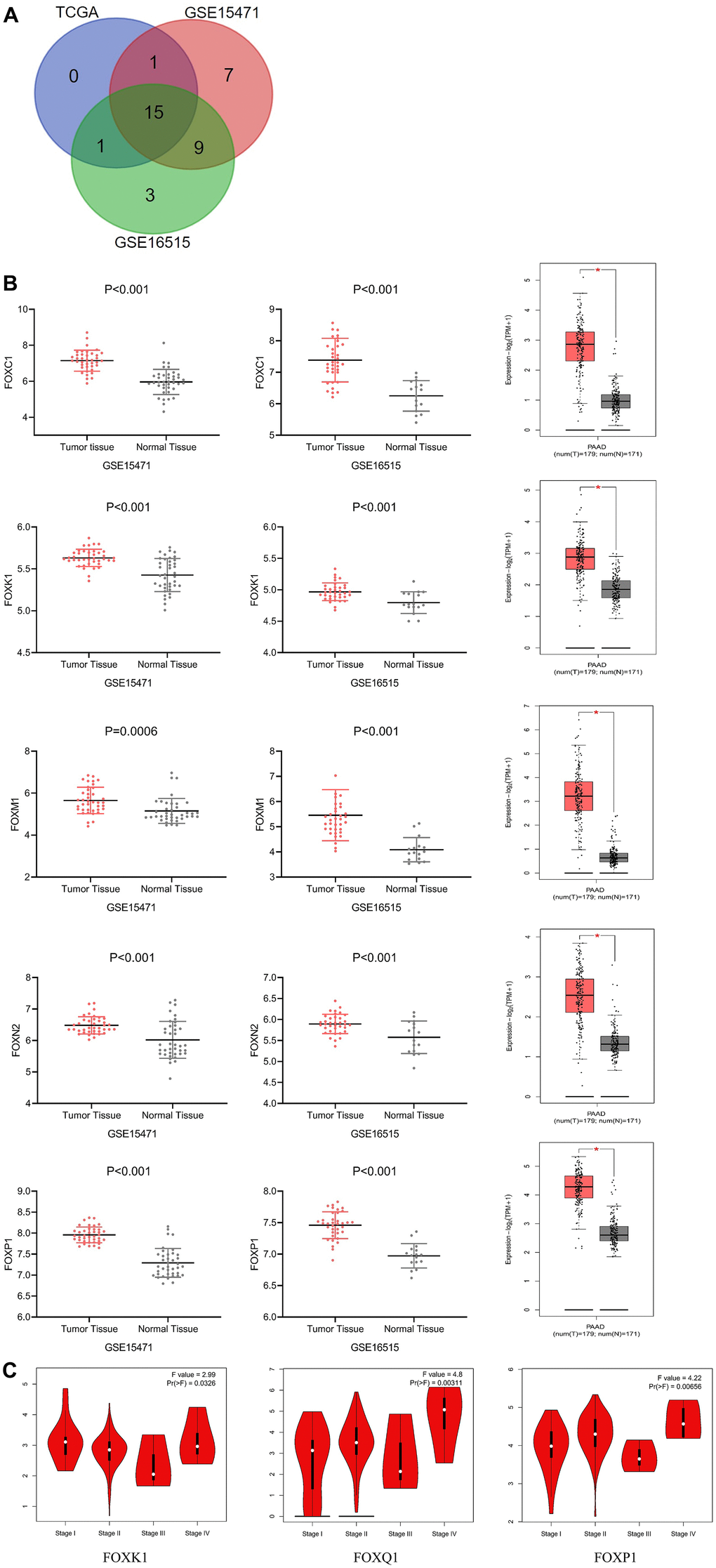 Differential expression and correlation with tumor stages of FOXs in PAAD patients. (A) Differentially expressed genes were selected with P B) Expression of representative FOXs in PAAD (GSE15471, GSE16515 and GEPIA). GSE15471: number(normal)=39, number(tumor)=39; GSE16515: number(normal)=36, number(tumor)=16. (C) Correlations between FOX expression and tumor stage in PAAD patients (TCGA). The expression of FOXK1, FOXQ1, and FOXP1 was correlated with the pathological stage of PAAD patients (p 