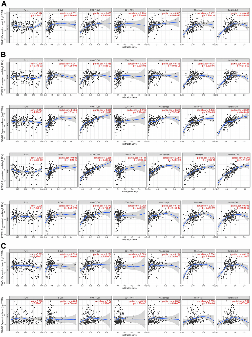 Correlations between FOX expression and immune cell infiltration. (A–C) The expression correlation between distinct FOXs and immune cells was analyzed by TIMER. p value is shown in the figures. Partial.cor, purity-corrected partial Spearman’s rho value.