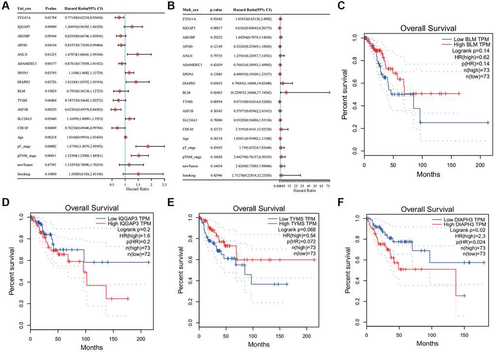 Cox regression analysis and survival analysis. (A) Univariate Cox regression analysis. (B) Multivariate Cox regression analysis. (C) The Kaplan−Meier (KM) survival analysis of BLM. (D) The KM survival analysis of IQ Motif Containing GTPase Activating Protein 3 (IQGAP3). (E) The KM survival analysis of Thymidylate Synthetase (TYMS). (F) KM survival analysis of Diaphanous Related Formin 3 (DIAPH3).