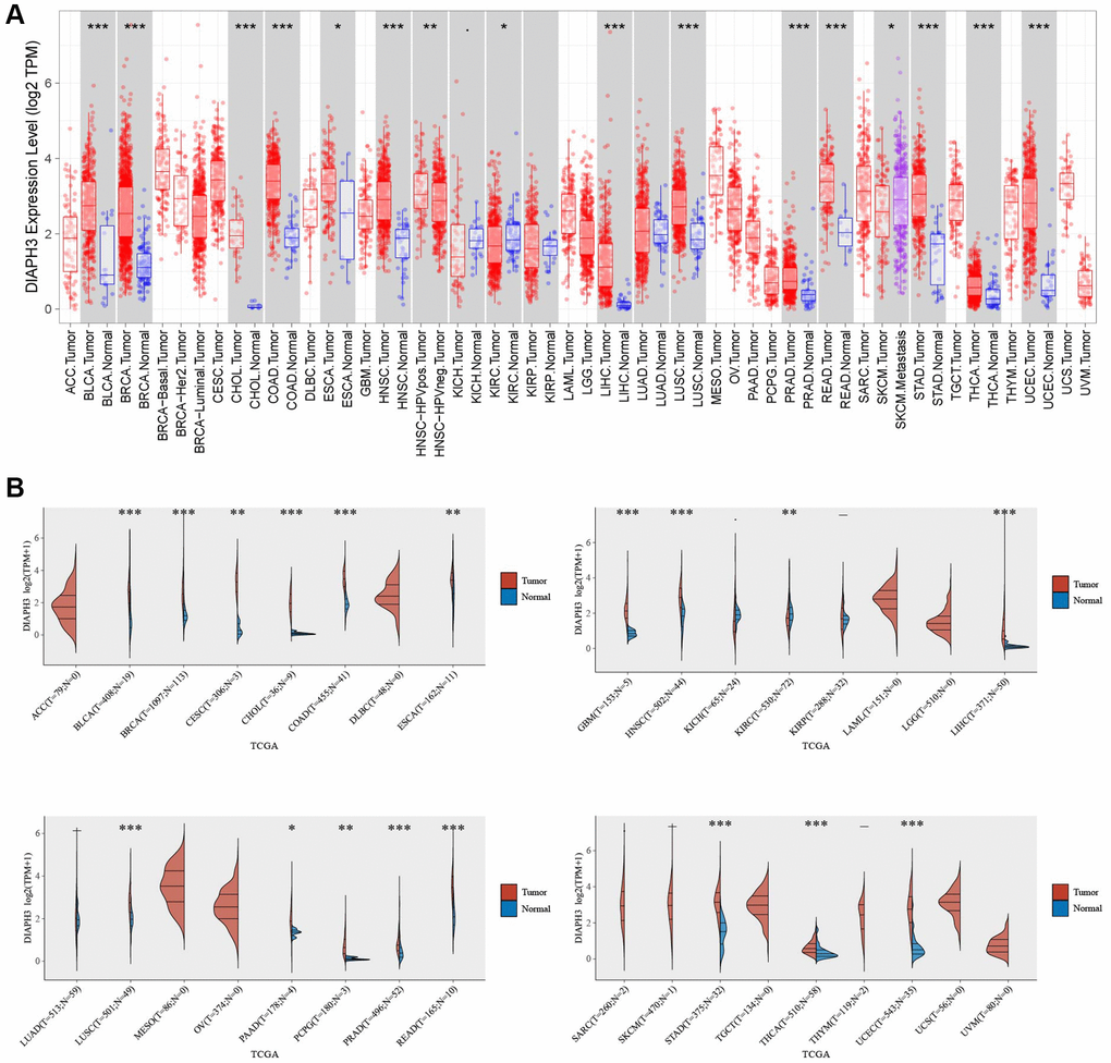 Pan-cancer analysis of Diaphanous Related Formin 3 (DIAPH3). (A) The expression of DIAPH3 in multiple tumors in the Tumor Immune Estimation Resource (TIMER) database. (B) The expression of DIAPH3 in multiple tumors in The Cancer Genome Atlas (TCGA) database. The abscissa represents the abbreviation of different cancers, and the ordinate represents the expression of DIAPH3. Red represents the tumor group; blue represents the normal group.