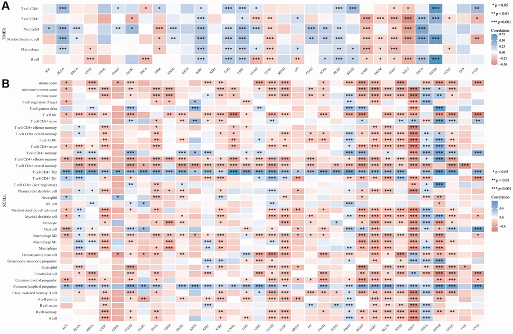 Immuno infiltration analysis of Diaphanous Related Formin 3 (DIAPH3). (A) The heat map of the correlation between Tumor Immune Estimation Resource (TIMER) immune infiltration score and DIAPH3 expression in multiple cancer tissues. (B) Analysis of the correlation between CIBERSOR immune infiltration score and DIAPH3 expression in multiple cancer tissues. The abscissa represents different cancer tissues; the ordinate represents different immune infiltration scores; different color represents correlation coefficient; the negative value represents negative correlation; the positive value represents positive correlation; the stronger the correlation is, the darker the color is; *p **p ***p *p. The significance of the two groups of samples passed the Wilcox test.