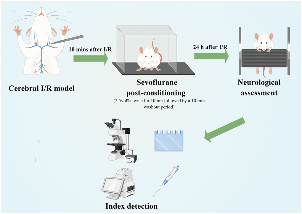 Experimental flow chart of the study (Drawn by Figdraw platform, ID:TRWIW954c9). A cerebral I/R model was established by middle cerebral artery occlusion. Sevoflurane postconditioning was performed 10 min after reperfusion. Neurological assessment was established at 24 h after reperfusion. Afterwards, rats were sacrificed for western blot analysis, as well as TTC, HE, Nissl and immunofluorescence staining.