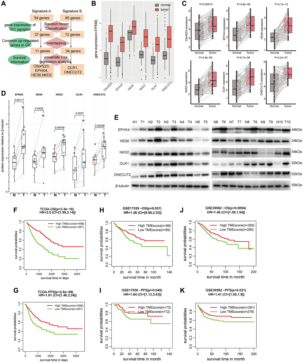 TMEscore was an independent factor for predicting patient survival. (A) The identification flowchart of six prognostic genes (C6orf223, EPHX4, HES6, NKD2 OLR1 and ONECUT2). (B) The expression of the six genes in GIAC tumor and normal samples from TCGA cohort. (C) The RNA expression of the six genes in 55 pairs of CRC tumor and normal samples from our center (GAD and ESAD see in Supplementary Figures 7, 8). (D) The expression of the five proteins in 10 pairs of CRC tumor and normal samples from our center (GAD and ESAD see in Supplementary Figures 9, 10). (E) The WB image of protein expression for CRC (GAD and ESAD see in Supplementary Figures 11, 12). (F–K) The survival time (OS and PFS) of patients with high/low TMEscore in TCGA cohort (F, G), GSE17536 (H, I) and GSE39582 (J, K).