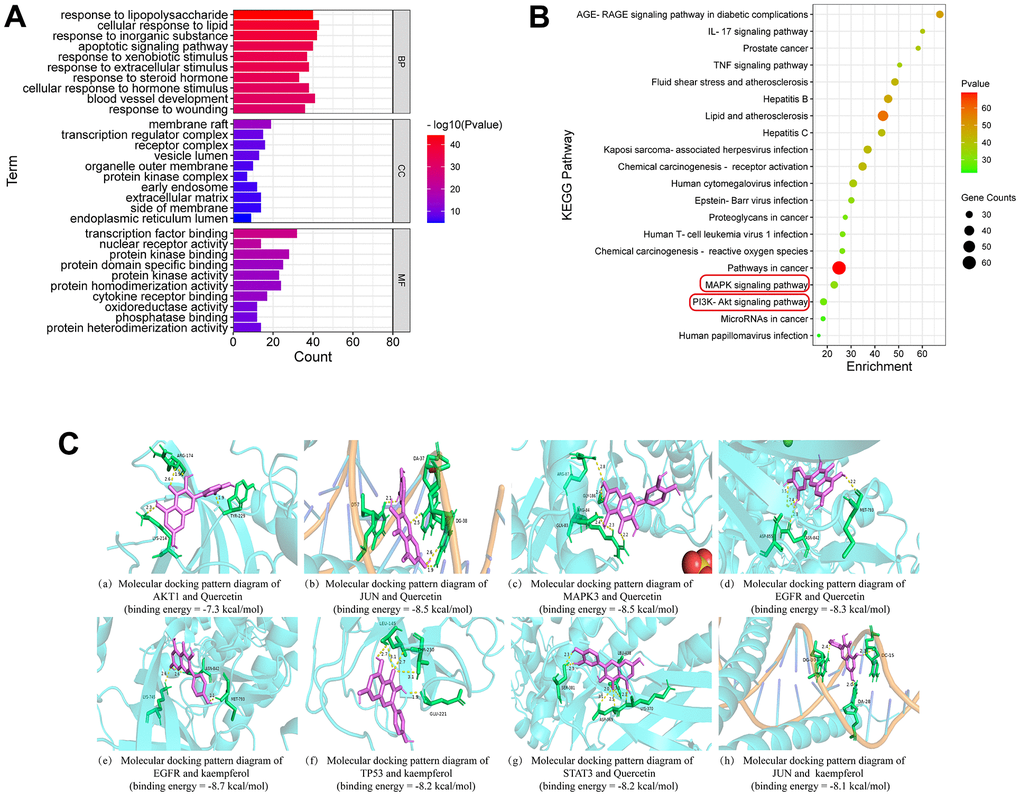 Enrichment analysis and molecular docking. (A) GO enrichment analysis. (B) The bubble diagram of KEGG pathway enrichment analysis. An increase in the value of P is shown by a change in the color of the nodes from green to red, and an increase in the number of genes is indicated by a change in the size of the nodes from tiny to large. (C) Molecular docking patterns of active ingredients and core targets.