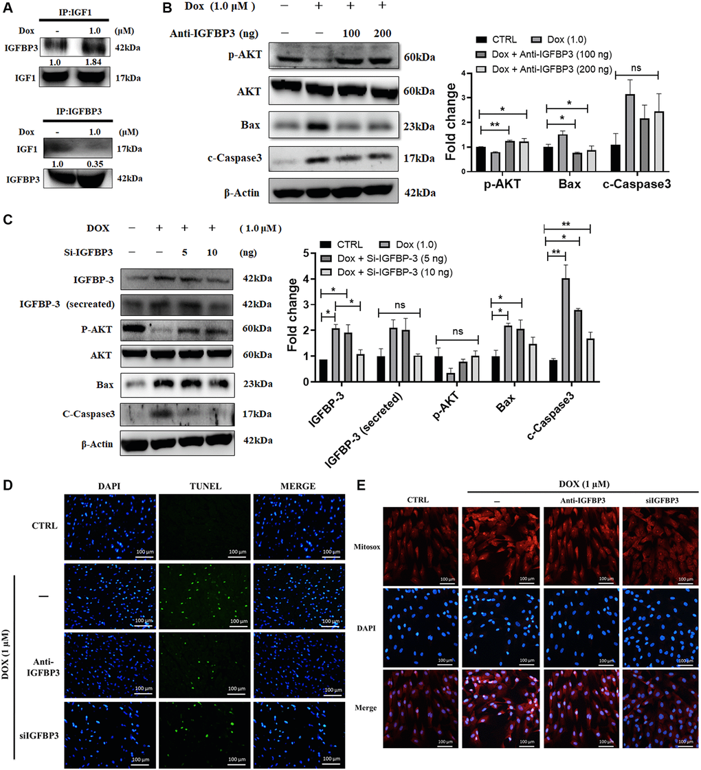 Doxorubicin enhances extracellular binding of IGFBP3 to IGF1, blocking IGFI survival signaling and promoting cell apoptosis. H9c2 cells were treated with 1.0 μM Doxorubicin (Dox) for 24 h. (A) Extracellular association of IGF1 with IGFBP3 was detected using co-IP. (B, C) Dox-challenged cells were incubated with either (B) anti-IGFBP3 antibody at indicated amounts or transfected with (C) Igfbp3 siRNA. The levels of pro-survival and apoptosis-related proteins were analyzed using western blotting. (D, E) H9c2 cardiomyoblasts challenged with Dox (1.0 μM) for 24 h were either incubated with anti-IGFBP3 antibody and/or transfected with Si-Igfbp3 and thereafter probed with TUNEL and MitoSOX reagents to evaluate the apoptotic cell death (D) and mitochondrial superoxide generation (E). Data are expressed as mean ± standard deviation (n = 3). Scale bar represents 100 μm. Statistical significance is showed as follows: *P **P 