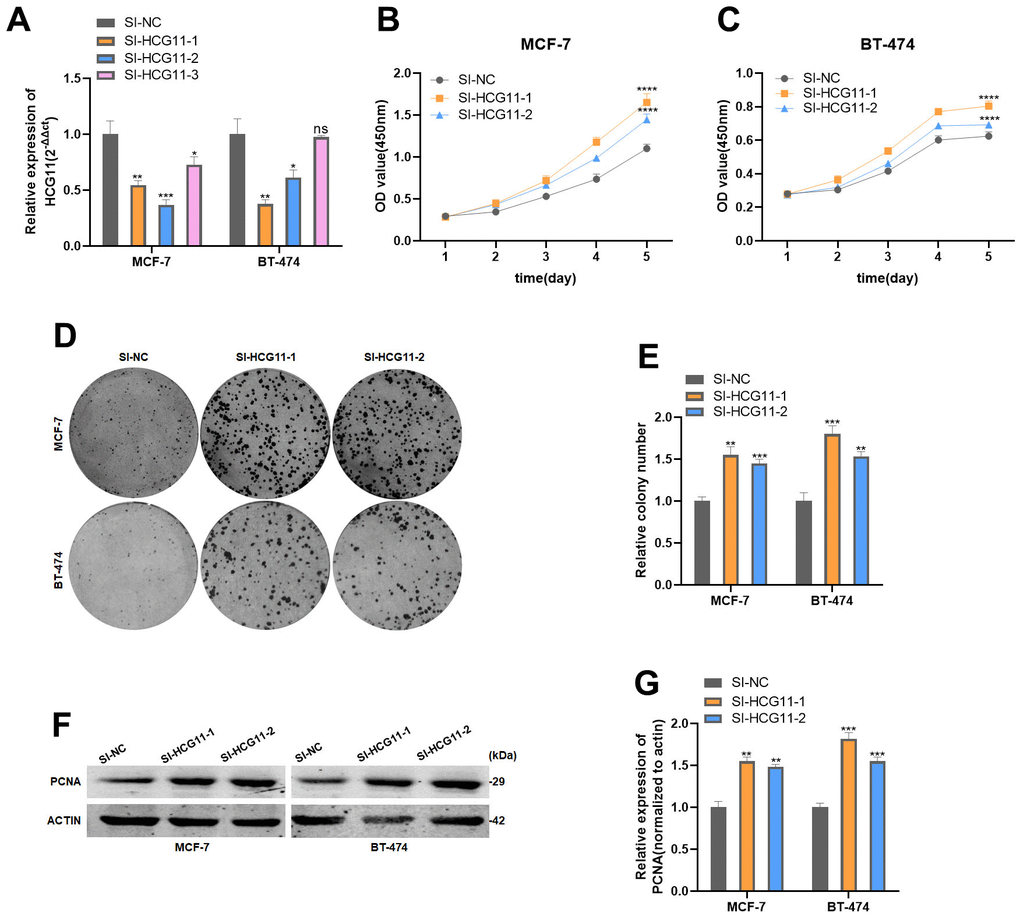 HCG11 inhibited the proliferation of HR-positive BC cells in vitro. (A) Expression of HCG11 was confirmed by qRT-PCR in MCF-7 and BT-474 cell line transfected with SI-NC or SI-HCG11. (B, C) Effect of SI-HCG11 on proliferation in MCF-7 and BT-474 cell line by CCK8 assay. (D, E) Effect of SI-HCG11 on proliferation in MCF-7 and BT-474 cell line by colony formation assay. (F, G) Effect of SI-HCG11 on proliferation in MCF-7 and BT-474 cell line by western blot. *p0.05.