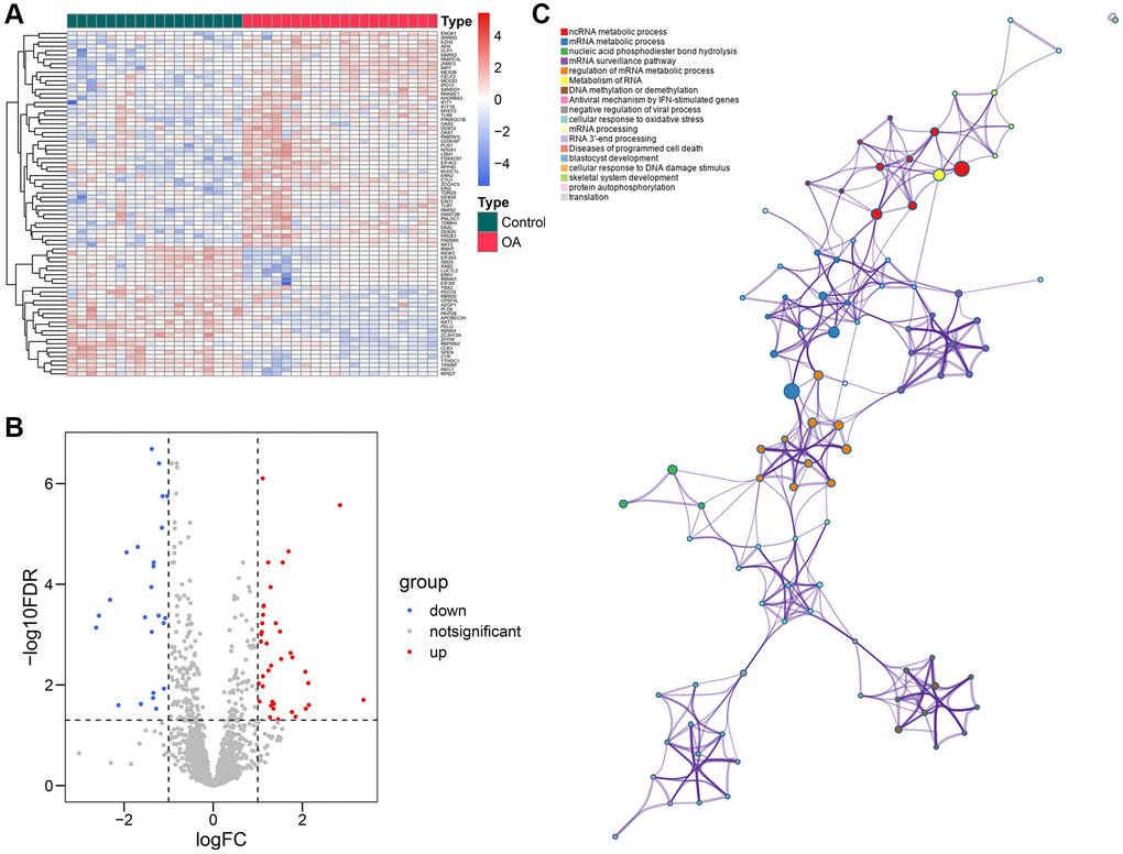 Identification of the differentially-expressed RBPs. (A, B) The volcano plot (A) and the heatmap (B) showed that a total of 62 differentially-expressed RBPs were detected between the control and OA samples. (C) The functional annotation of the 62 genes via the Metascape database. Abbreviations: RBP: RNA-binding protein; OA: osteoarthritis.