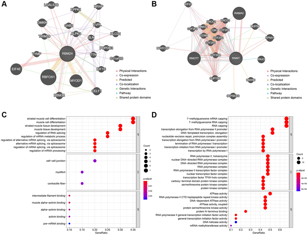 The functionally-associated genes and GO enrichment. (A, B) The Top 20 genes associated with RBM24 (A) and RNMT (B). GO functional annotation of the associated genes of RBM24 (C) and RNMT (D). Abbreviation: GO: gene ontology.