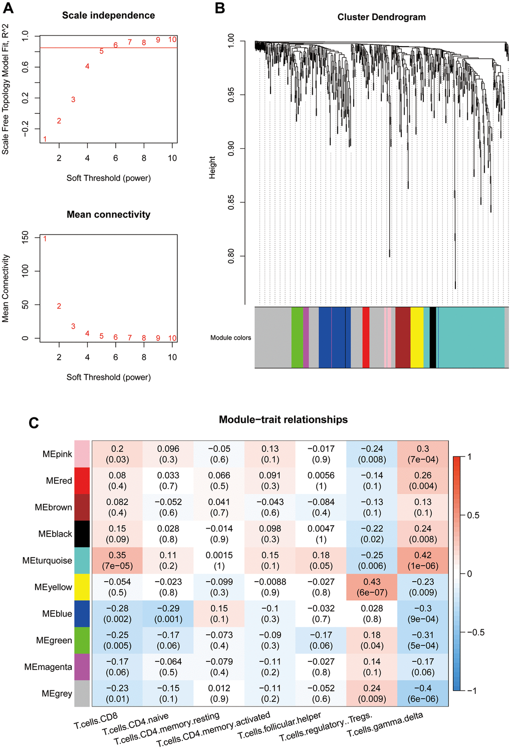 (A) Threshold selection for WGCNA network construction (β=6). (B) WGCNA network module classification (mergeCutHeight=0.25. The minimum module size is 10.). (C) Association between module eigenvectors and T cells. The first rows in each block are the correlation coefficients. Red indicates a positive correlation, and blue indicates a negative correlation. P values are provided in parentheses in the second row.