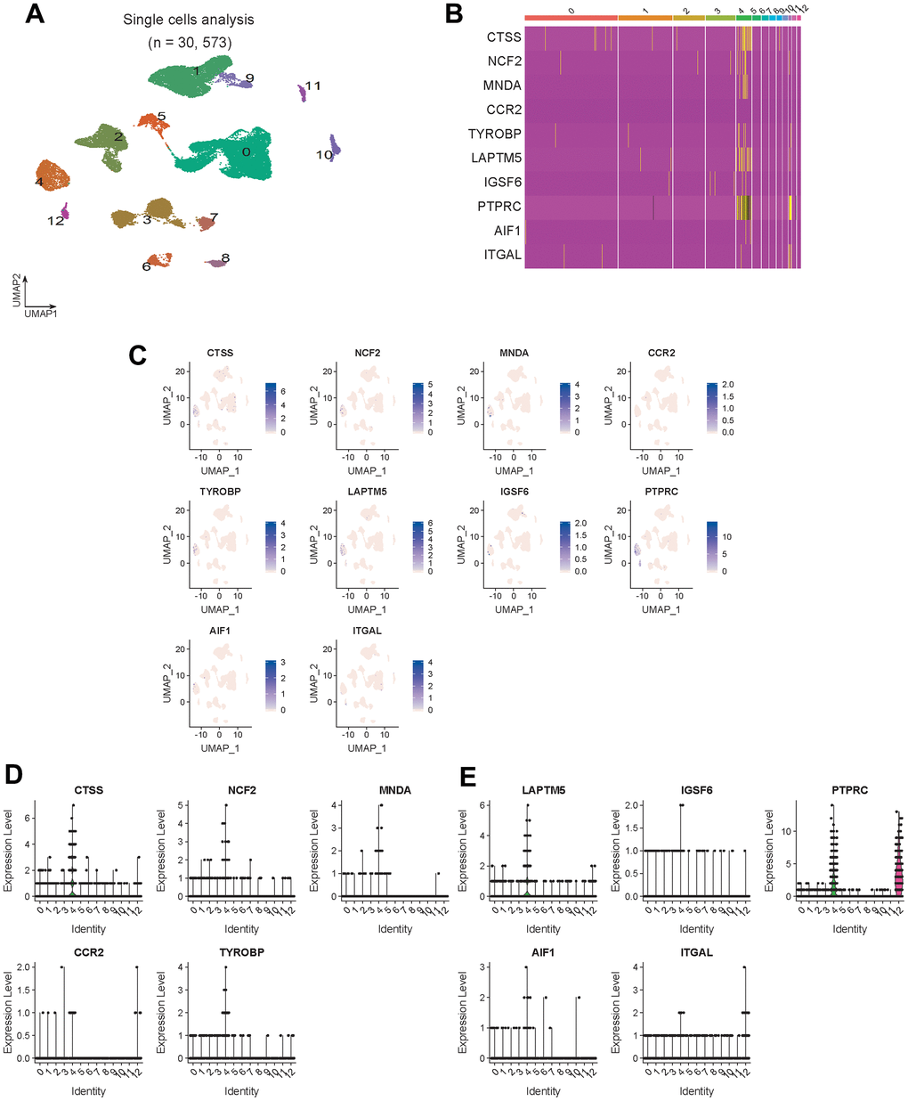 Hub gene expression validation. (A) Visualized cell cluster map of 30,573 single cells. (B) Heat map of 10 hub genes. (C) Expression distribution of 10 hub genes in the visual cell cluster. (D, E) Violin map of 10 hub genes showing the expression distribution of genes in different cell types.