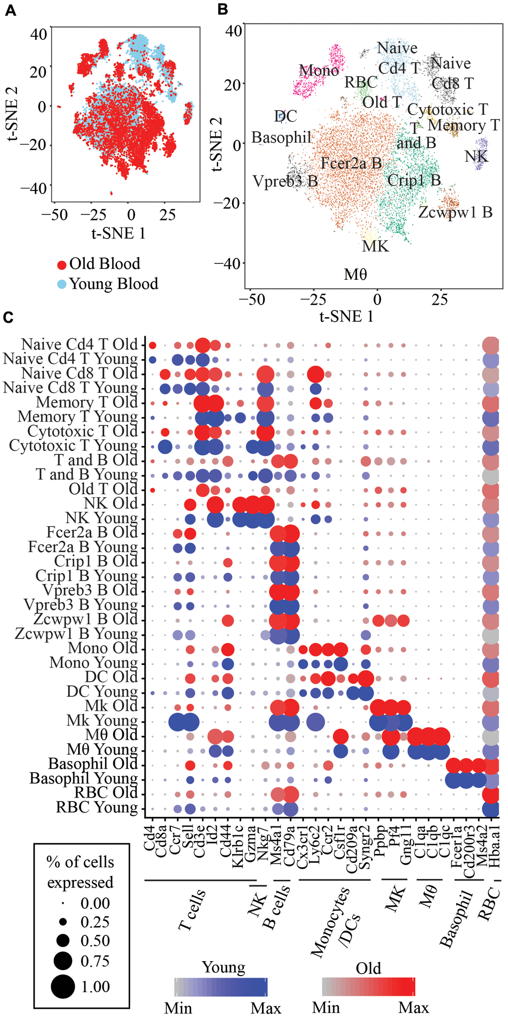 (A) t-SNE visualization of 14,588 old and young peripheral blood cells. (B) t-SNE visualization of the 17 clusters of peripheral blood cells. Memory T: Short-lived effector memory T cells; T and B: Proliferating T and B cells; NK: Natural killer cells; Fcer2a B: Fcer2a, Sell, Ccr7 B cells; Crip1 B: Crip1, S100a6 B cells; Vpreb3 B: Vpreb3, Spib B cells; Zcwpw1 B: Zcwpw1, S100a6 B cells; Mono: Classical monocytes; DC: Monocyte-derived DC; Mk: Megakaryocytes; Mθ: Macrophage; RBC: Red blood cells. (C) Marker genes for each immune cell type and the corresponding clusters.