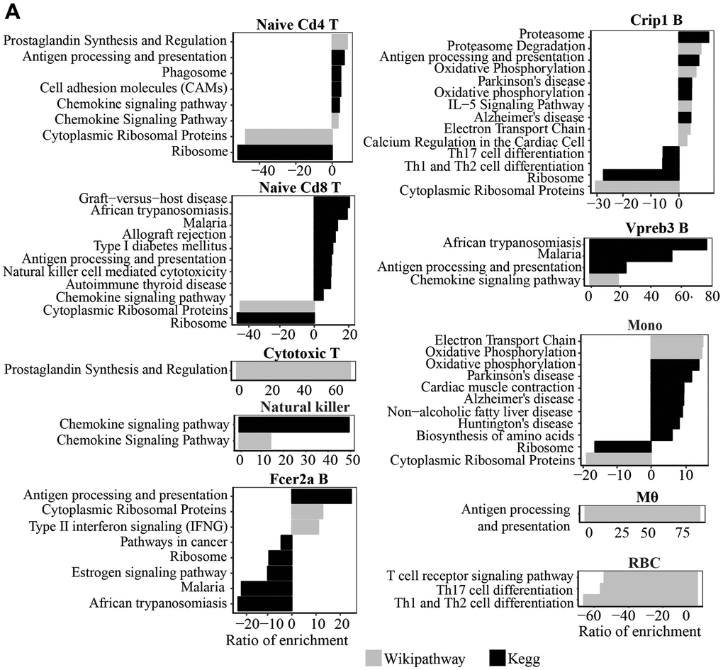 (A) Wikipathway and Kegg pathway analysis of upregulated and downregulated genes in old compared to young mice (P