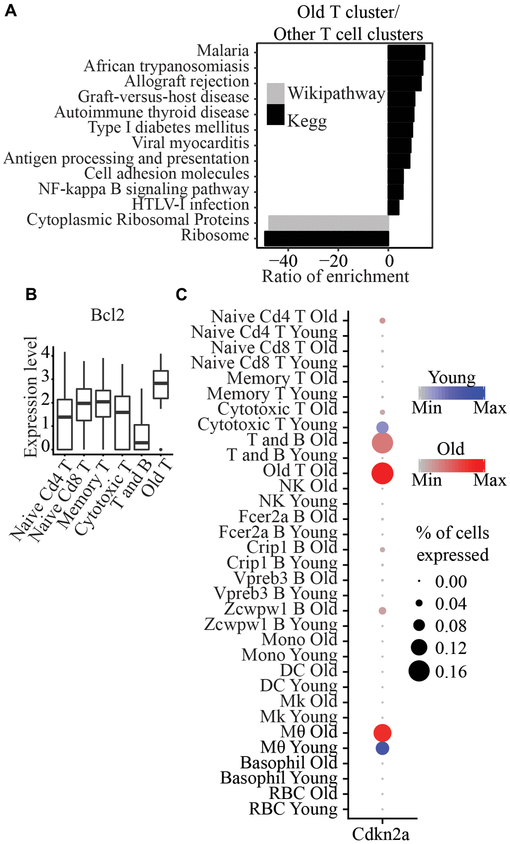 (A) Wikipathway and Kegg pathway analysis of differentially expressed genes between Old T cluster and other T cell clusters. (B) Bcl2 is significantly higher in Old T cluster compared to other T cell clusters. (C) Cdkn2a is significantly higher in Old T cluster compared to all other clusters.