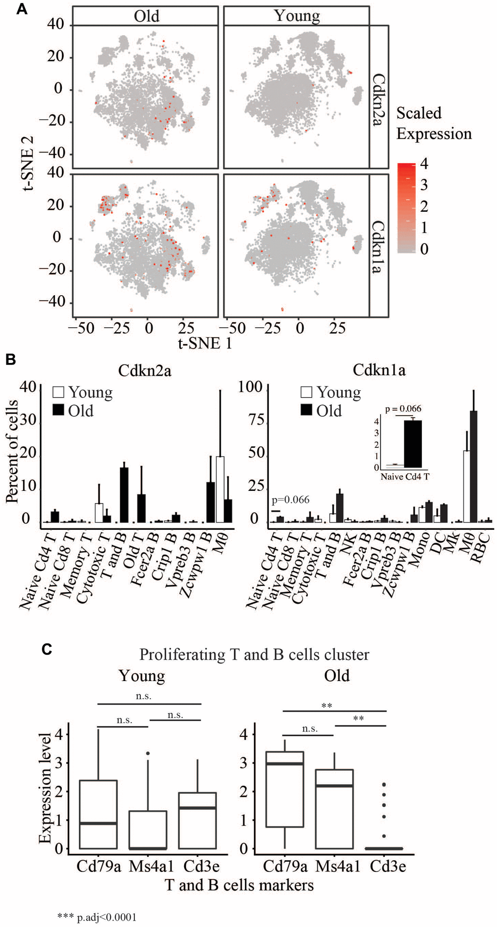 (A) t-SNE visualization of cells with different Cdkn2a and Cdkn1a expression levels in young and old. (B) Barplots showing the percent of cells in young and old expression Cdkn2a and Cdkn1a. (C) Boxplots showing the expression levels of Cd79a, Ms4a1 and Cd3e in the proliferating T and B cells cluster.